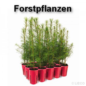 Forstpflanzen