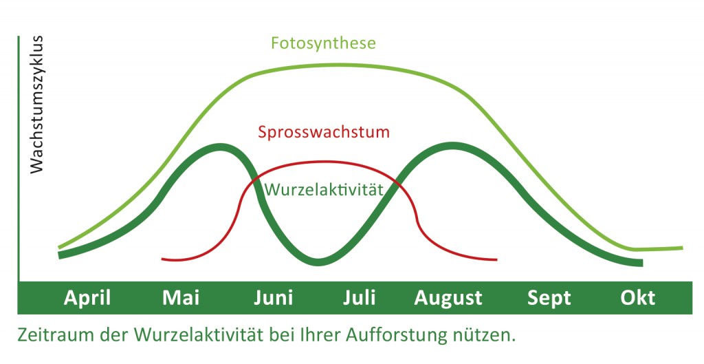 GrafikWachstum